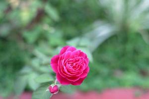 Beautiful red rose flower on natural background photo