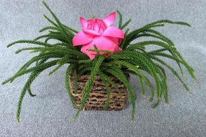 Lotus flower on flower pot with green leaves photo