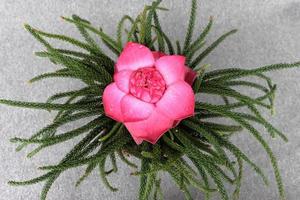 Lotus flower on flower pot with green leaves photo