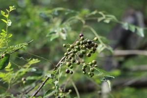 The curry leaf tree, which is known as karapincha photo