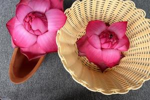 Very nice lotus flower on a nice wicker pot. Beautiful blooming pink lotus flower photo