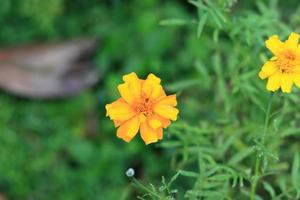 Beautiful yellow flower isolated on nature background photo