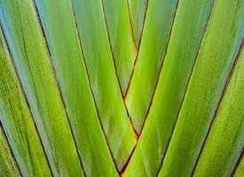 Texture on body of traveler's palm, Ravenala banana photo