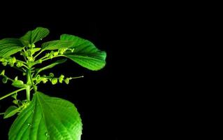 hojas verdes vívidas de hoja de cobre acalypha india en fondo negro foto