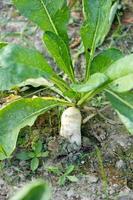 tiro al suelo de rábano blanco o daikon en plantación con la mitad en el suelo y la otra mitad en el exterior. primer plano de la planta de ingrediente saludable. foto