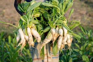 fresh radishes and vegetables photo