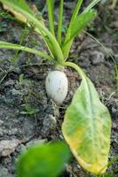 tiro al suelo de rábano blanco o daikon en plantación con la mitad en el suelo y la otra mitad en el exterior. primer plano de la planta de ingrediente saludable. foto