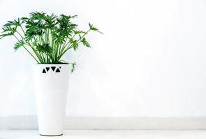 Closeup Ornamental plant in white ceramic pots and wall of building background photo