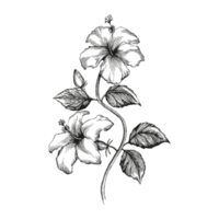bloemen schets illustratie geïsoleerd Aan PNG transparant achtergrond
