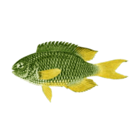 Beautiful Aquarium fish isolated on png transparent background