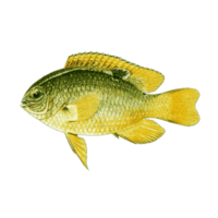 Beautiful Aquarium fish isolated on png transparent background