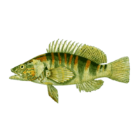 beau poisson d'aquarium isolé sur fond transparent png