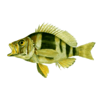 beau poisson d'aquarium isolé sur fond transparent png