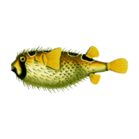 beau poisson d'aquarium isolé sur fond transparent png