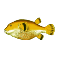 beau poisson d'aquarium isolé sur fond transparent png