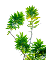 fragante árbol de dracaena dracaena fragrans fondo transparente archivo png