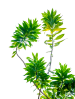 Fragrant Dracaena Tree Dracaena fragrans transparent background PNG file