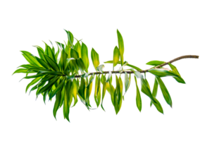 geurig dracaena boom dracaena fragrans transparant achtergrond PNG het dossier