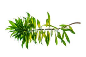 arbre dracaena parfumé dracaena fragrans fond transparent fichier png