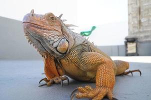 Colored Young Male Iguana photo