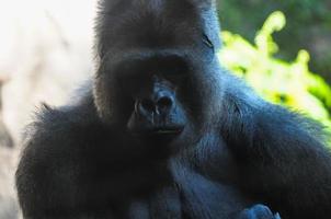 gorila negro adulto fuerte foto