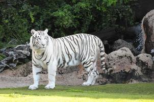 tigre rayado blanco y negro foto