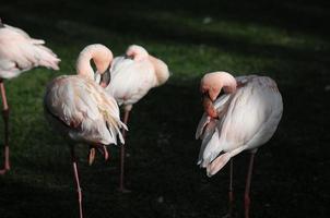 Pink Adult Flamingo photo