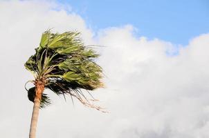 Palm Tree Blowing In The Wind photo