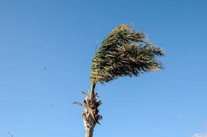 Palm Tree Blowing In The Wind photo