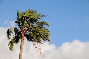 Palm Tree Blowing In The Wind photo