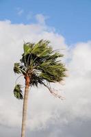 Palm Tree Blowing In The Wind photo