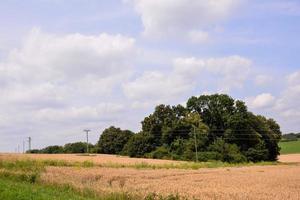 Landscape in summer photo