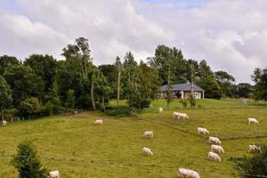 Landscape in summer photo