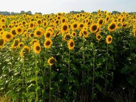 campo de girasoles en verano foto