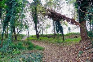 Trees in the forest photo