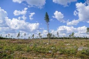 Landscape in Sweden, Europe photo