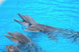 Cute Dolphins swimming photo