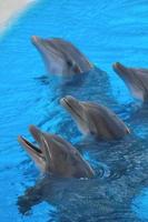 Cute Dolphins swimming photo