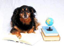 lindo perro con libros foto