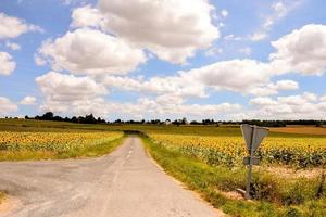 Sunflower field in the summer photo