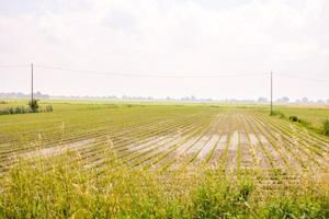 Landscape in summer photo