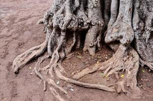 raíz del árbol foto