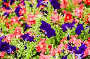 Violet and Pink Flowers photo