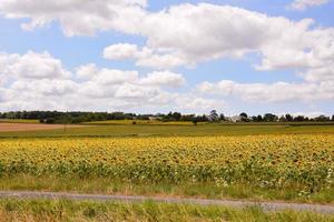 Sunflower field in the summer photo