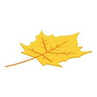 Autumn leaf icon, isometric style vector