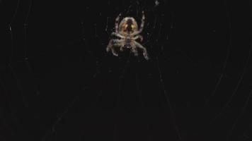 Spider on the web eats prey, evening light video