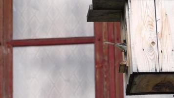 Close up, bird flies into the nest, slow. Bird flies with food and flies out of the birdhouse, slow motion video