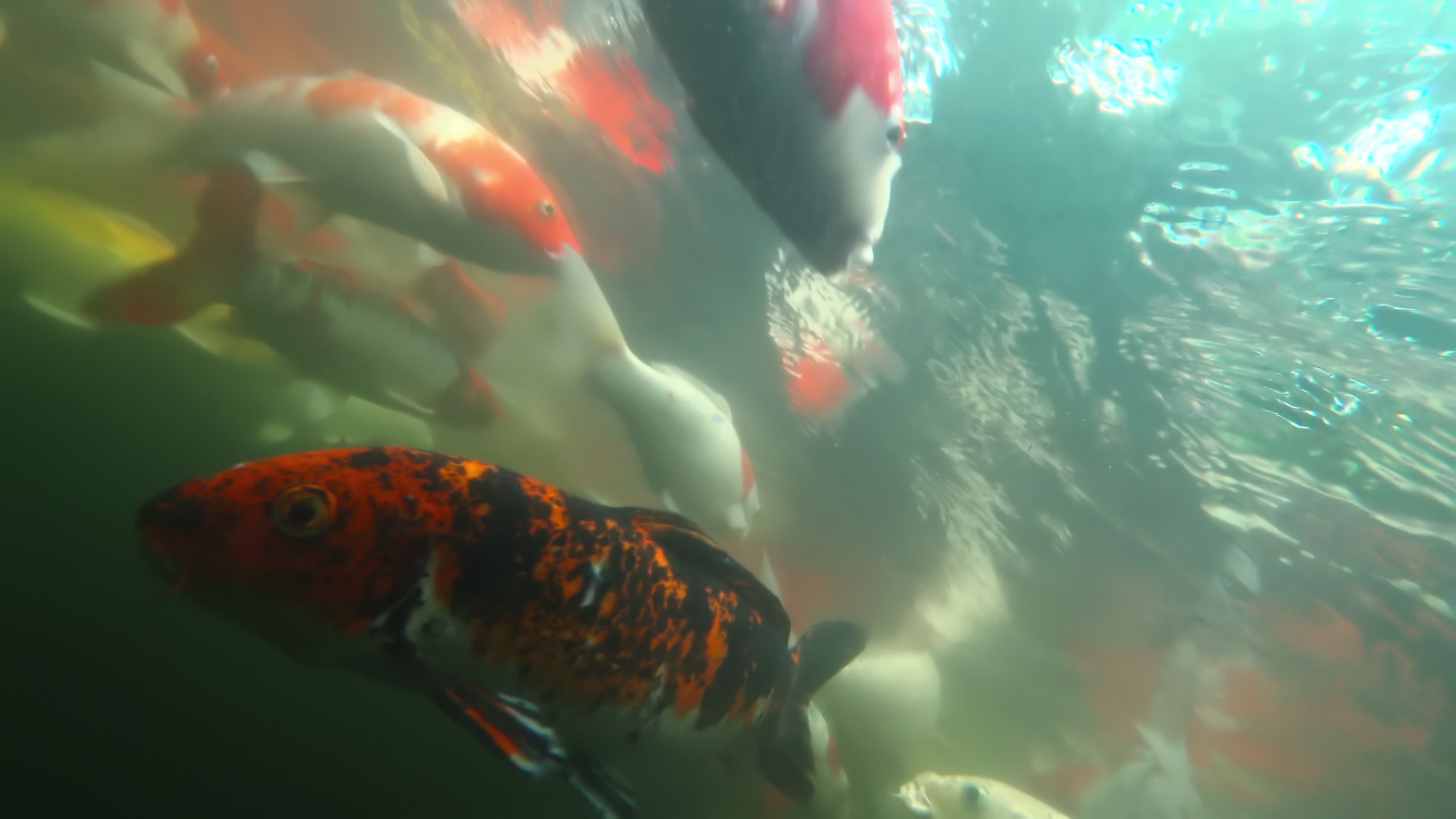 Shooting underwater, colorful Japanese Koi fish. Close up of fancy carp