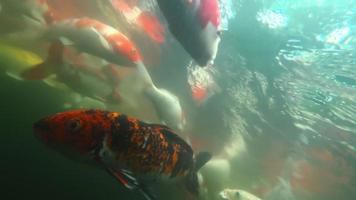 Shooting underwater, colorful Japanese Koi fish. Close up of fancy carp fish colorful are swimming in pond. Beautiful aquatic pet in Asia and Japanese. Slow motion video