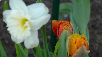 narciso del poeta que florece en la primavera. capullo de tulipán rojo cerrado en un día de primavera. la llegada de la primavera, los primeros tulipanes video